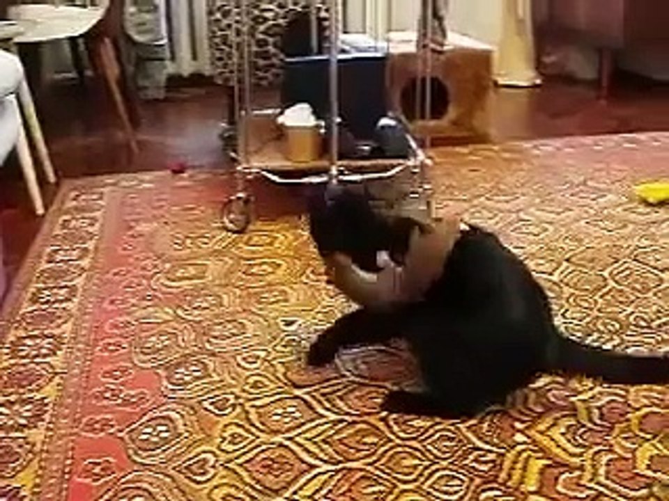 Горностай достает кота