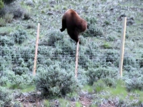 Медведь висит заборе. Косолапый мишка перелезает через забор