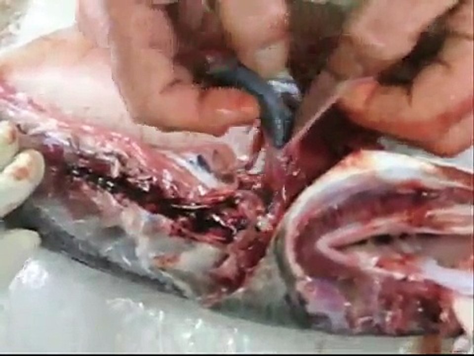 How Fish Eat Part 2 (SLOW MOTION UNDERWATER!) - Smarter Every Day 119