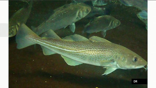 Planète Environnement : Les océans thermomètres du climat