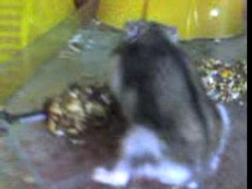 Bonzo le hamster