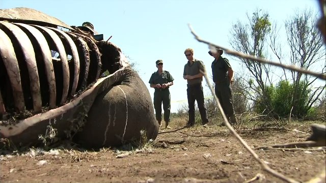 Prince Harry visibly moved by rhino poaching in South Africa
