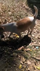 L'amour d'une maman chienne qui enterre son bébé mort