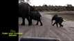 The baby elephant sneezes funny and scares himself