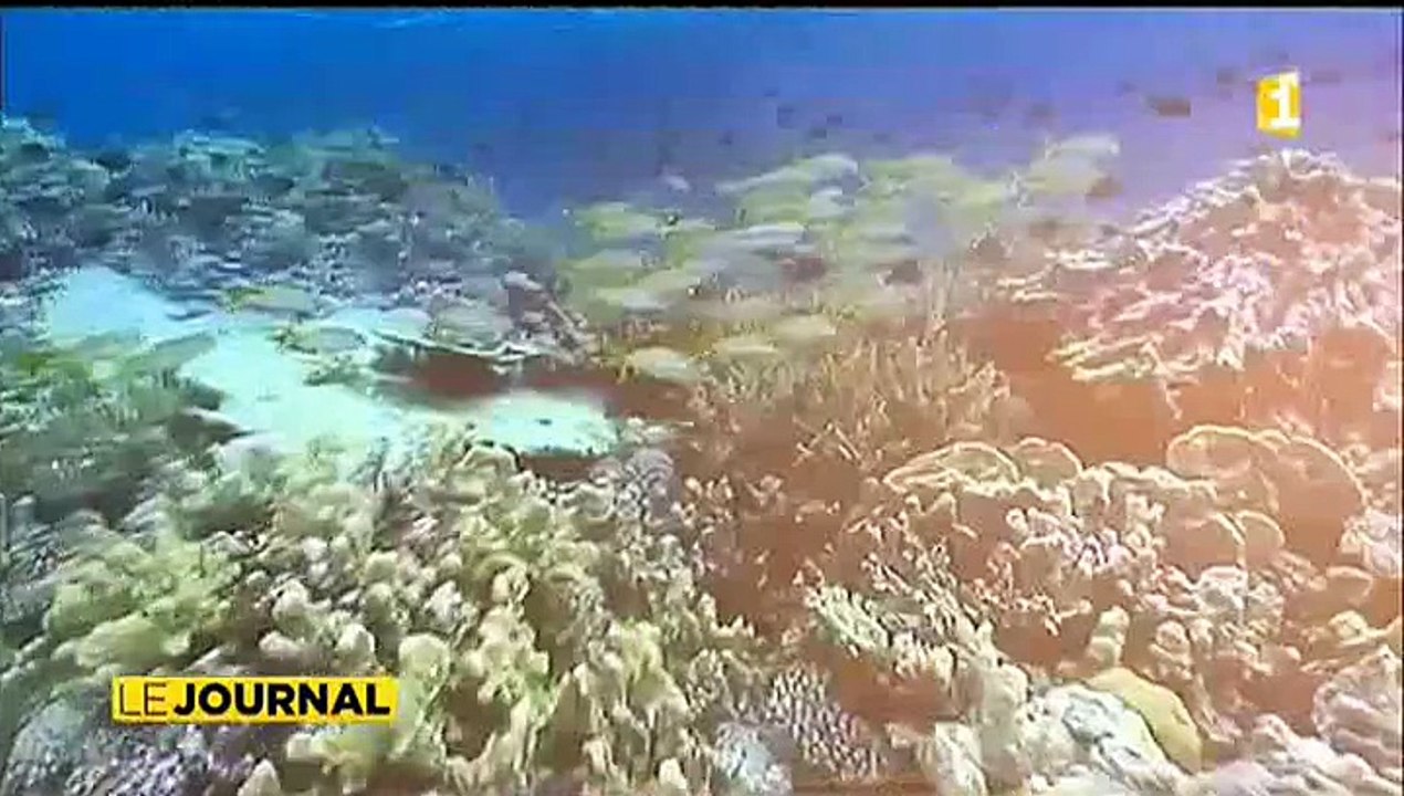 Réchauffement climatique  les coraux en danger