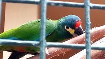 Popular Videos - Macaw & Red-shouldered macaw