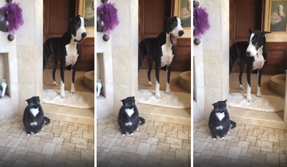 Köpek Duş Almak İçin Kediyi Bekliyor