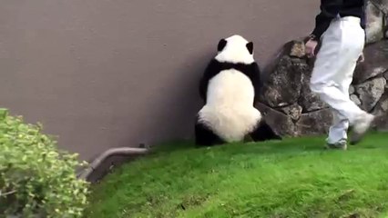 Japon: un panda géant un peu maladroit