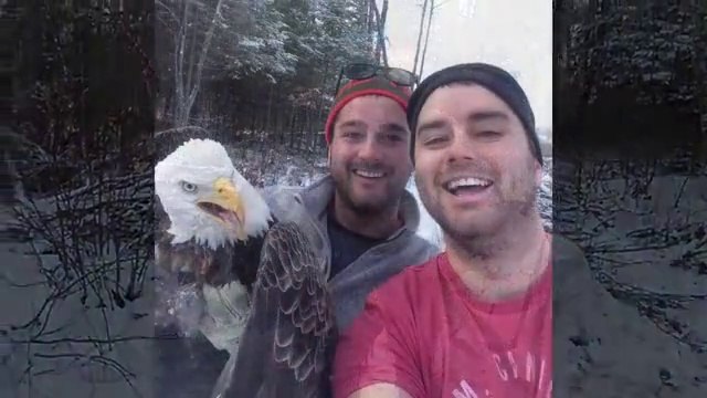2 canadiens font un Selfie avec un aigle qu'ils viennent de libérer