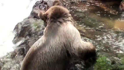 Un homme s'amuse avec ours brun sauvage