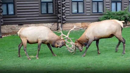 Geyikler Otel Bahçesinde Kavgaya Tutuştu