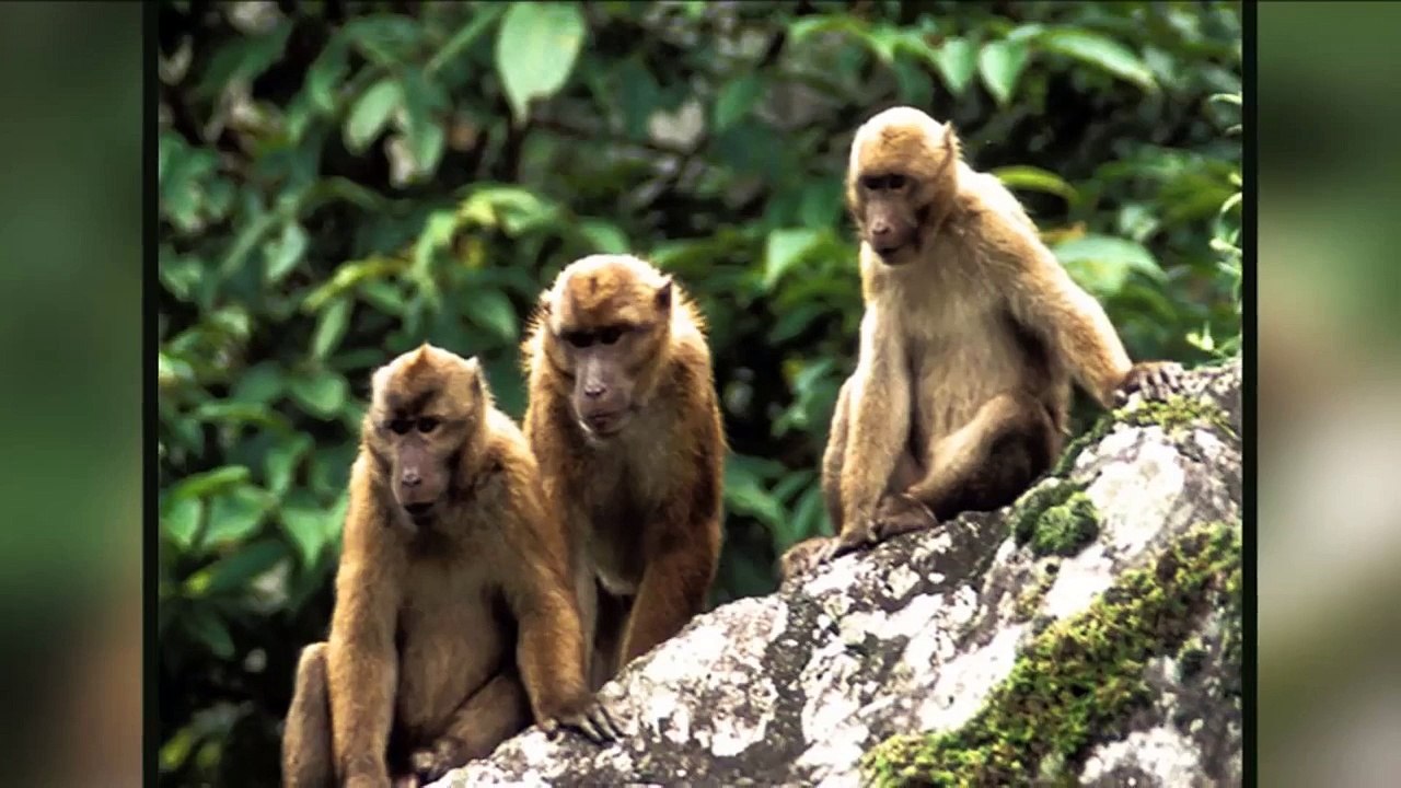 Daha Önce Hiç Görmediğiniz 17 Yeni Hayvan Türü