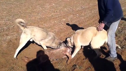 Kangal kurt kapışması