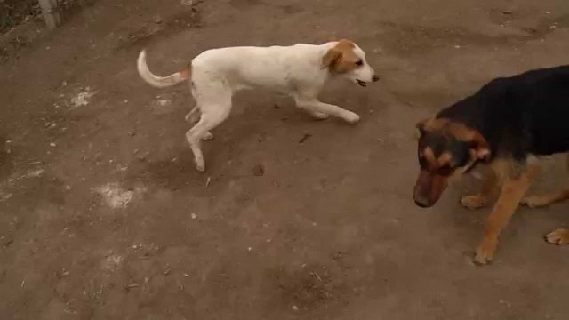 Fisi Faunes - Sezoni 3 / Episodi 11