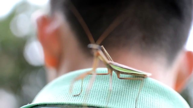 Животные пугают людей и наоборот.