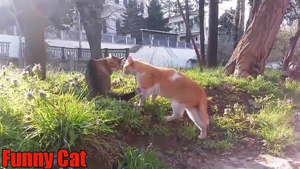 Funny Cats Compilation 2015 Going Viral on Internet