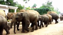 African Animals   Elephants Documentaries   African Elephants   Animal Videos   Forest Animals (2)