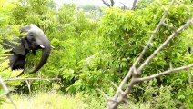 African Animals   Elephants Documentaries   African Elephants   Animal Videos   Forest Animals (3)