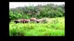 African Animals   Elephants Documentaries   African Elephants   Animal Videos   Forest Animals (4)