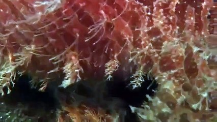 سمكة تصطاد بطريقة غريبة !!!؟؟؟