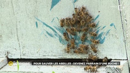Sauver les abeilles : une urgence pour la planète