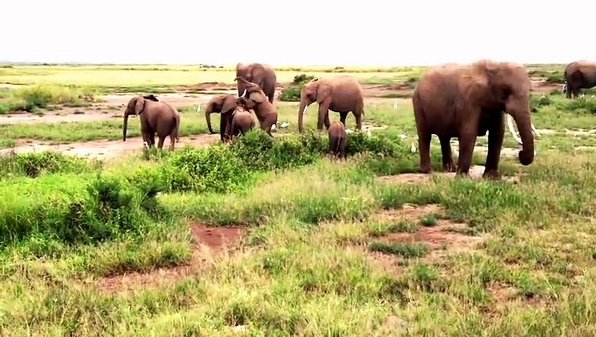 ⁣African Animals   Elephants Documentaries   African Elephants   Animal Videos   Forest Animals (6)