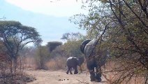 African Animals   Elephants Documentaries   African Elephants   Animal Videos   Forest Animals (8)