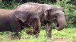African Animals   Elephants Documentaries   African Elephants   Animal Videos   Forest Animals
