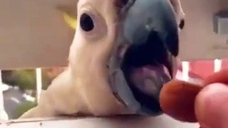 Parrot Singing a Song