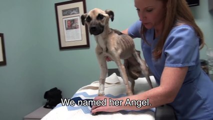 Affamé et sur le bord de la mort, admirez ce que ce chien est devenu aujourd'hui!