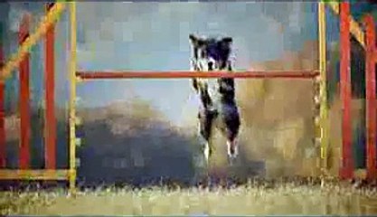 Hilarious Golden Retriever Really Wants To Race But.. First Things First.