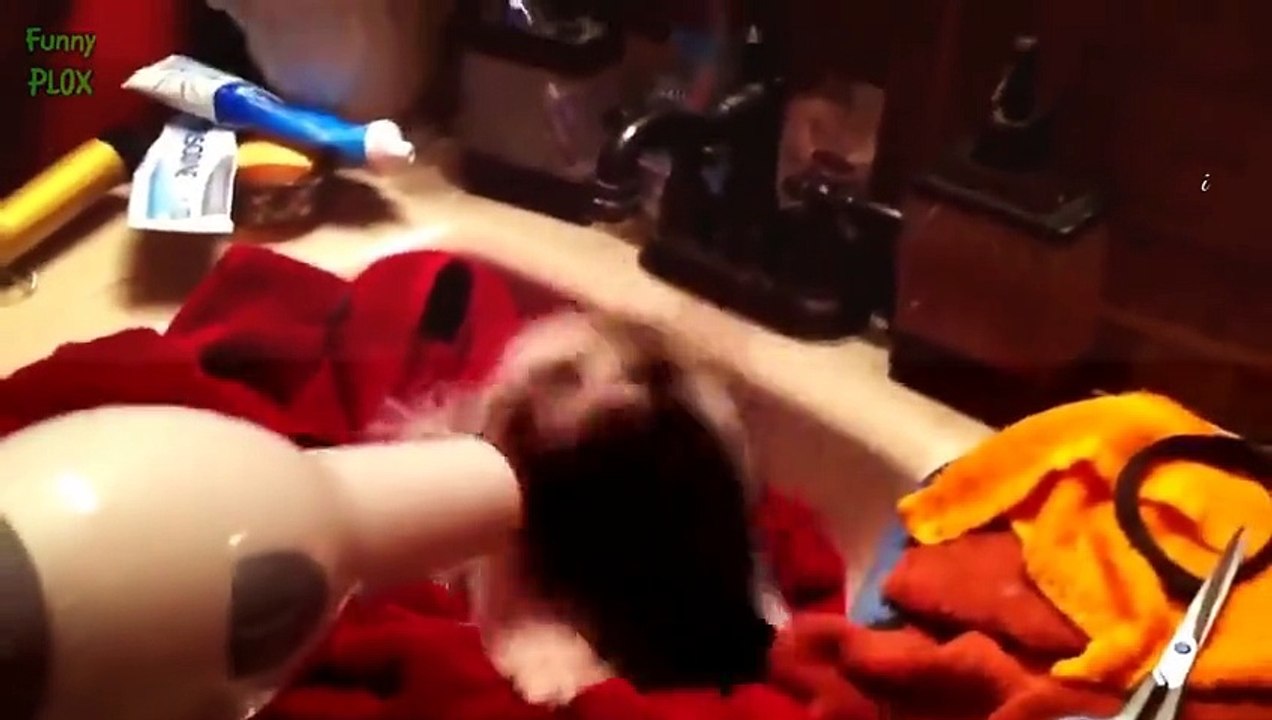 Animal Videos   Animals Feeding   Dog - Animal   Cute Puppy   Puppies   Puppy Dogs   Dogs Video