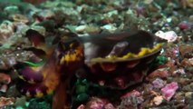 Searching For Sea Monsters Full Documentary - Monster Documentary