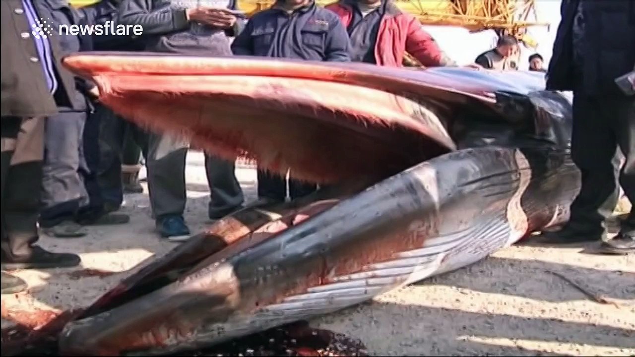Massive dead whale reeled in by fisherman