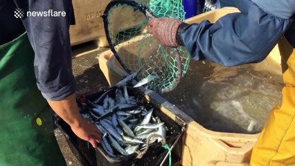 This is what climate change can do to fishing industries