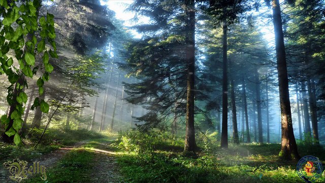 Чудесный лес