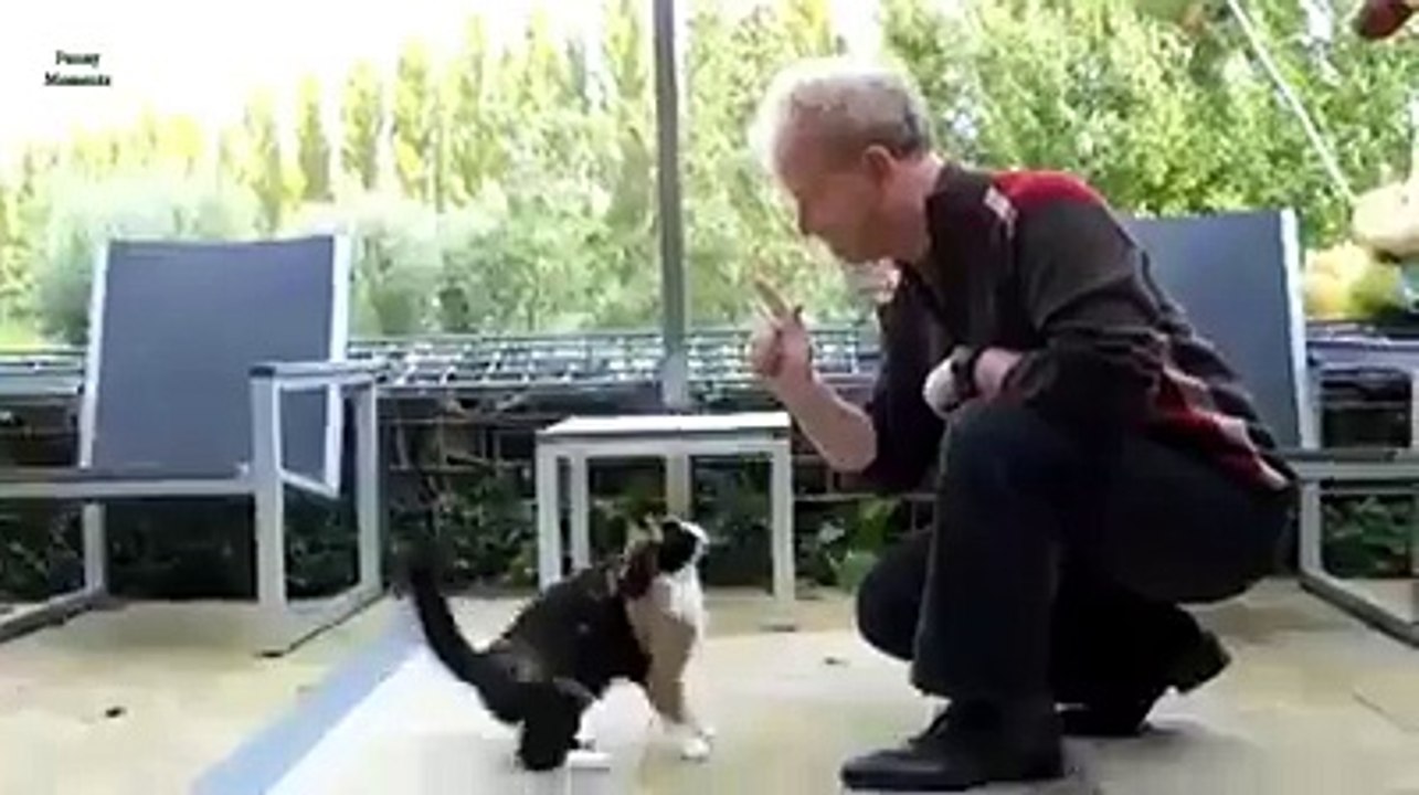 Gatos dando "Hi-five"