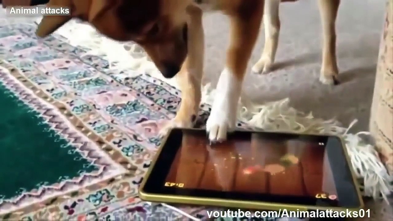 Best funny dog compilation 2015 HD -- funny animals hehe