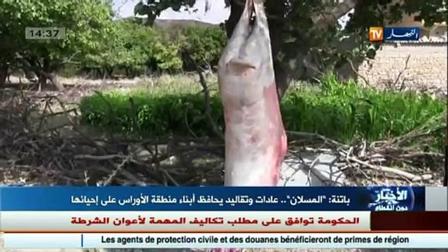 Batna El Meslan ...une ancienne tradition qui a traversé les siècles aux Aurès