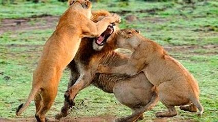 Clube da luta dos Animais - Titãs da Selva