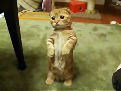 Симпатичный котенок - ну просто прелесть.