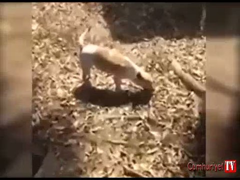 Anne köpek ölen yavrusunu kendi gömdü
