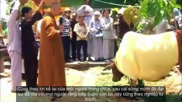 Chuyện lạ Việt Nam - Chú bò xin “quy y cửa Phật” ở Sài Gòn