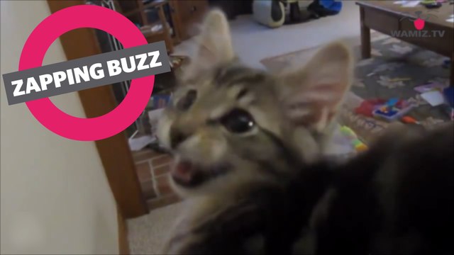 ZAPPINGBUZZ CHAT #29 WAMIZ TV