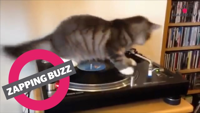 ZAPPINGBUZZ CHAT #34 WAMIZ TV