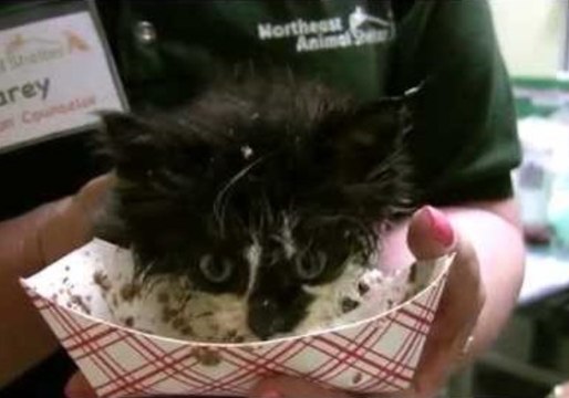 Rescue Kitten Makes a Big Mess
