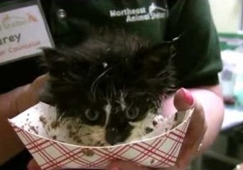 Rescue Kitten Makes a Big Mess