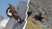 Impresionante Águila Cazando a Una Cabra Montesa