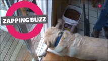 ZAPPINGBUZZ CHIEN #29 WAMIZ TV