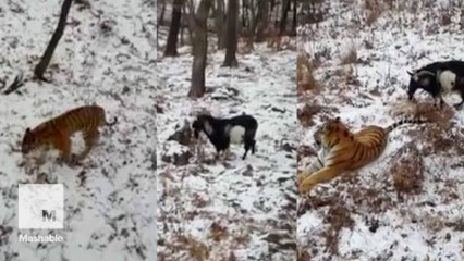 The touching, true tale of how a tiger and goat became best friends